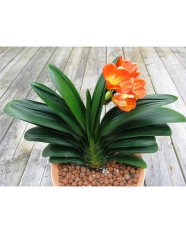 Clivia Plant ( Clivia Minata ) Plant