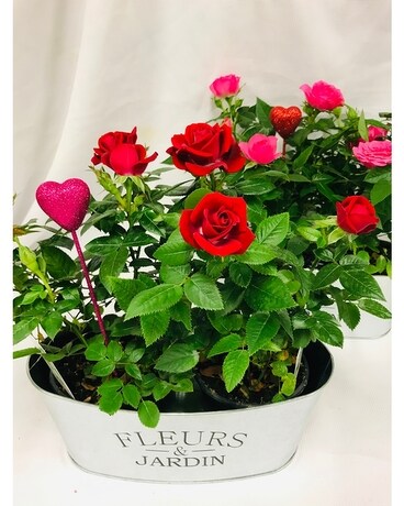 Mini rose planter Plant
