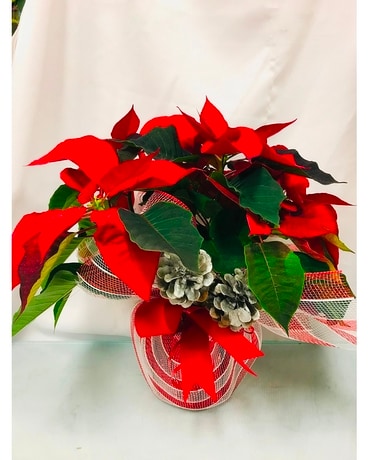 Red Poinsettia decorated with pinecones and bow Plant