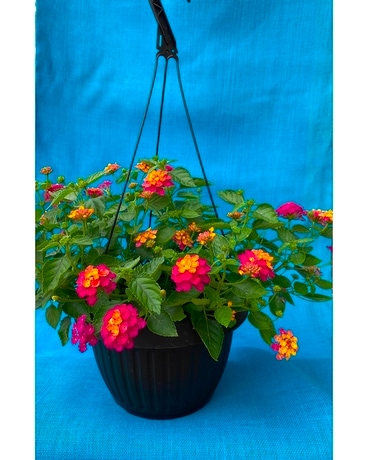 Hanging Basket Flower Arrangement