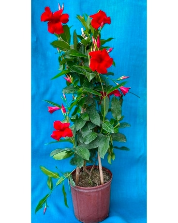Mandevilla Trellis Flowers