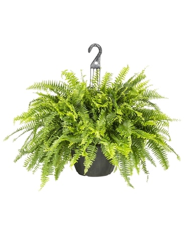 Fern Hanging Baskets Flower Arrangement
