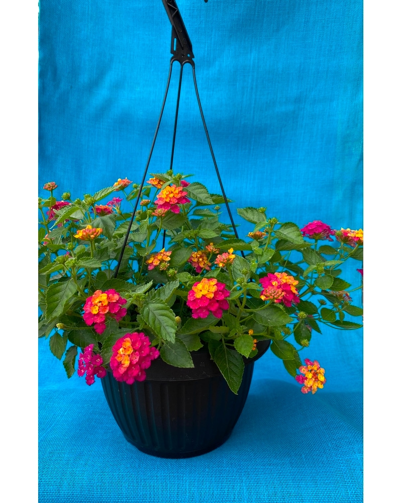 Hanging Basket in Parksley VA - Floral Express & Gifts
