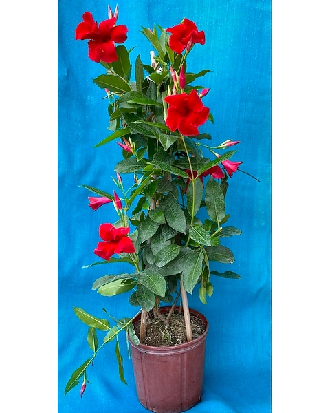 Mandevilla Trellis in Parksley VA - Floral Express & Gifts