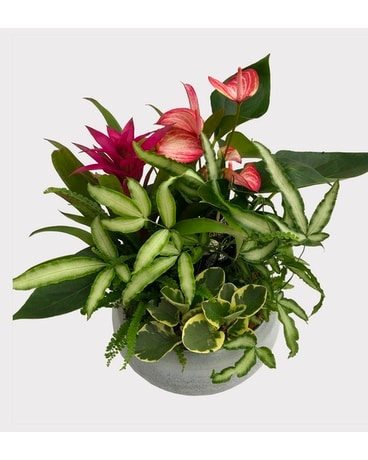 Mixed Planter Garden Dish Garden Plant
