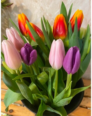 Specialty Tulips Flowers
