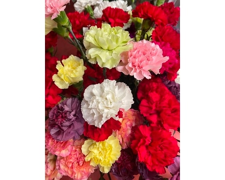 Carnations Flowers