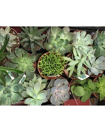 Succulent Arrangements Dish Garden Plant