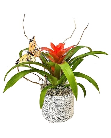 Small Blooming Bromeliad Plant