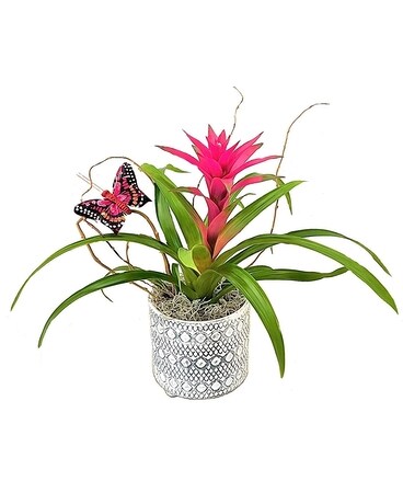 Medium Blooming Bromeliad Plant