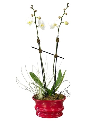 Blooming Love Orchid Plant