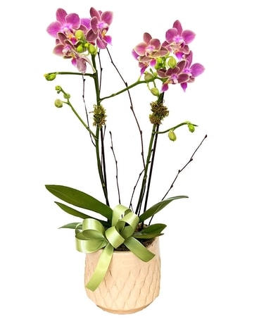 Mermaid Mini Orchid Flower Arrangement