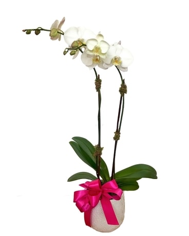 Custom Orchid Plant