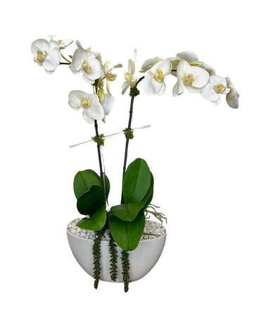 ブライス＊プルリング＊ホワイトフラワー&グリーンバード Silk White Phalaenopsis Orchid in Stuart FL - Harbour Bay Florist