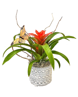 Small Blooming Bromeliad Plant