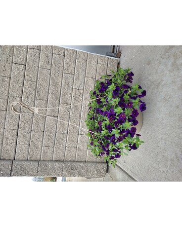 Million Bells Hanging Basket Flower Arrangement