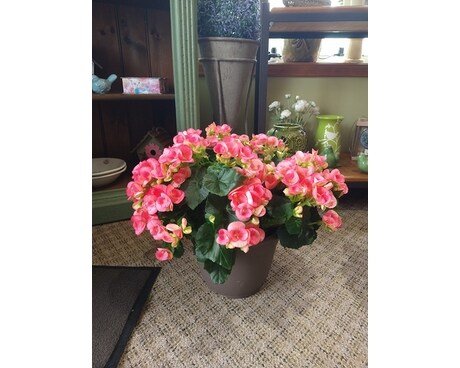 Begonia Porch Pot Plant
