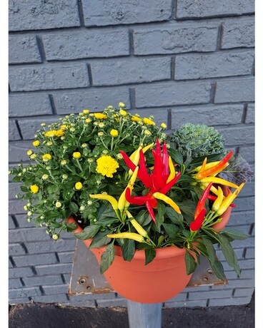 Garden Mum Combo Plant