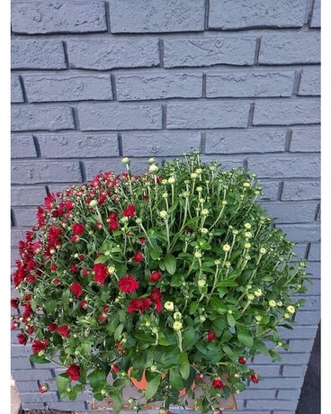 Tri Color Garden Mum Plant