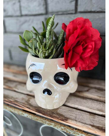 Sugar Skull Succulent Garden Plant