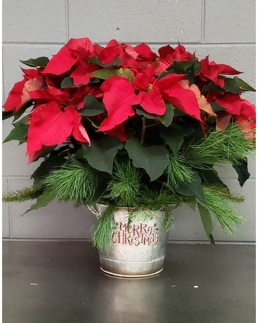 Poinsettia in Galvanized Tin Plant