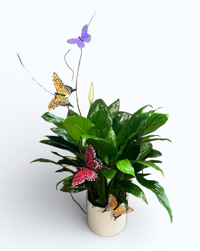 Plants Delivery Holland MI - Picket Fence Floral & Design