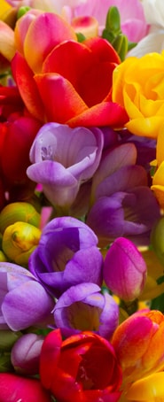 Beautiful Seasonal Flowers Banner