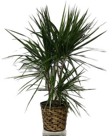 Dracena Plant