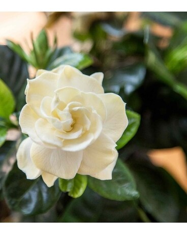 Gardenia Plant Plant