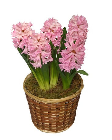 Hyacinth Plant Plant