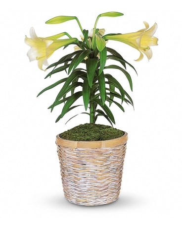 Easter Lily Plant Flower Arrangement