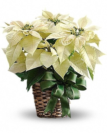 White Poinsettia Flower Arrangement