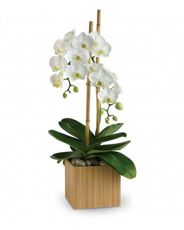 Opulent Orchids Plant