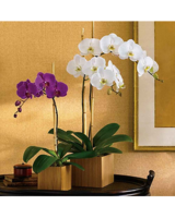 Double Stem size,  inches height and  inches wide.