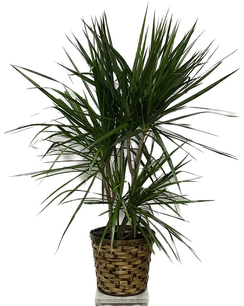 Dracena in Fairfield CT - Hansen's Flower Shop