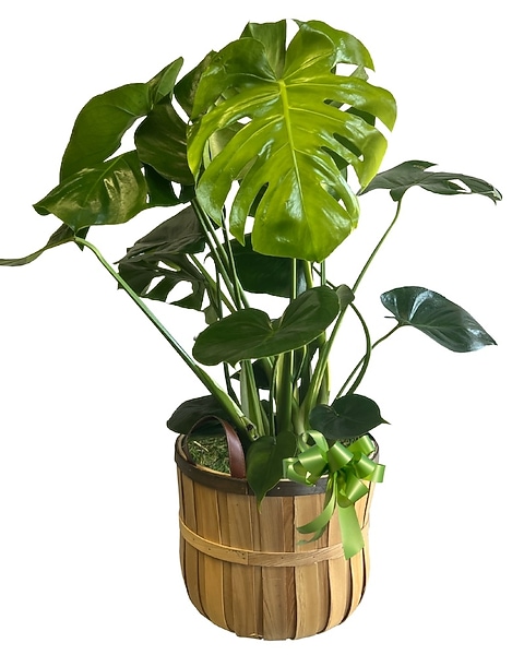 Monstera Houseplant in Fairfield CT - Hansen's Flower Shop