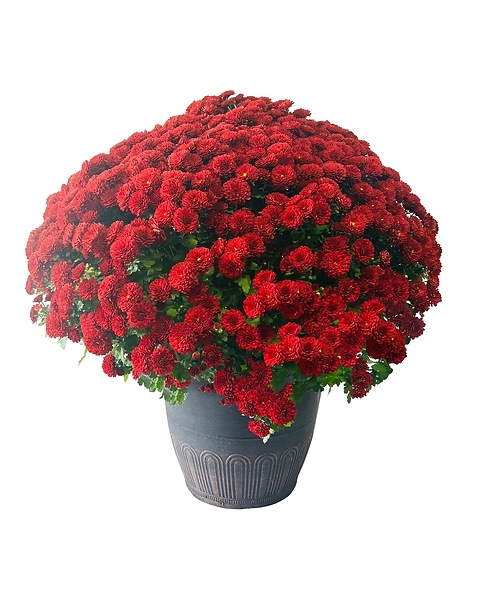 Mum Plant in Fairfield CT - Hansen's Flower Shop