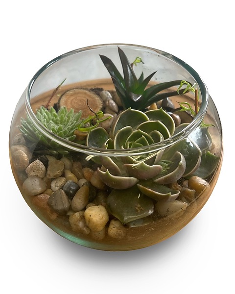 chameleon zz plant Chameleon ZZ Plant  SoCal Soul Plants & Gifts