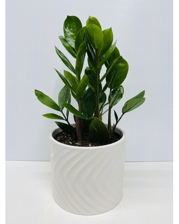 ZZ Plant Plant