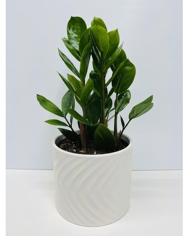 ZZ Plant Plant