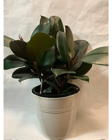 Rubber Plant Plant