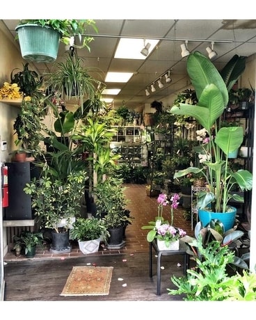 IN STORE PLANTS Plant