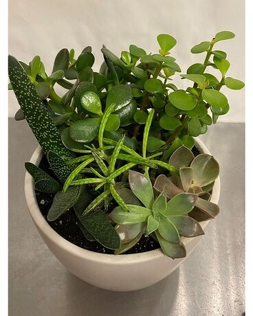 succulent garden Plant