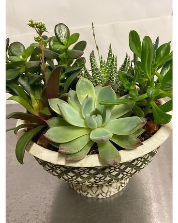 succulent garden Plant