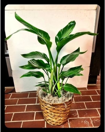 BIRD OF PARADISE PLANT Plant
