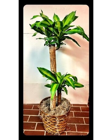 DRAGON TREE 