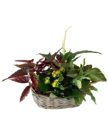 XL Oval Wicker Living Garden Flower Arrangement