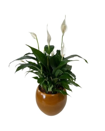Tuscan Peace Lily Flower Arrangement