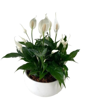 XL Peace Lily Bowl Flower Arrangement