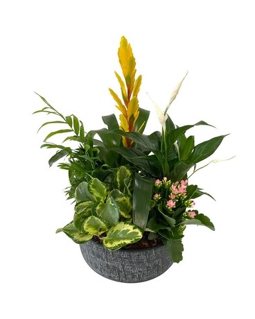 XL Vriessia European Garden Flower Arrangement